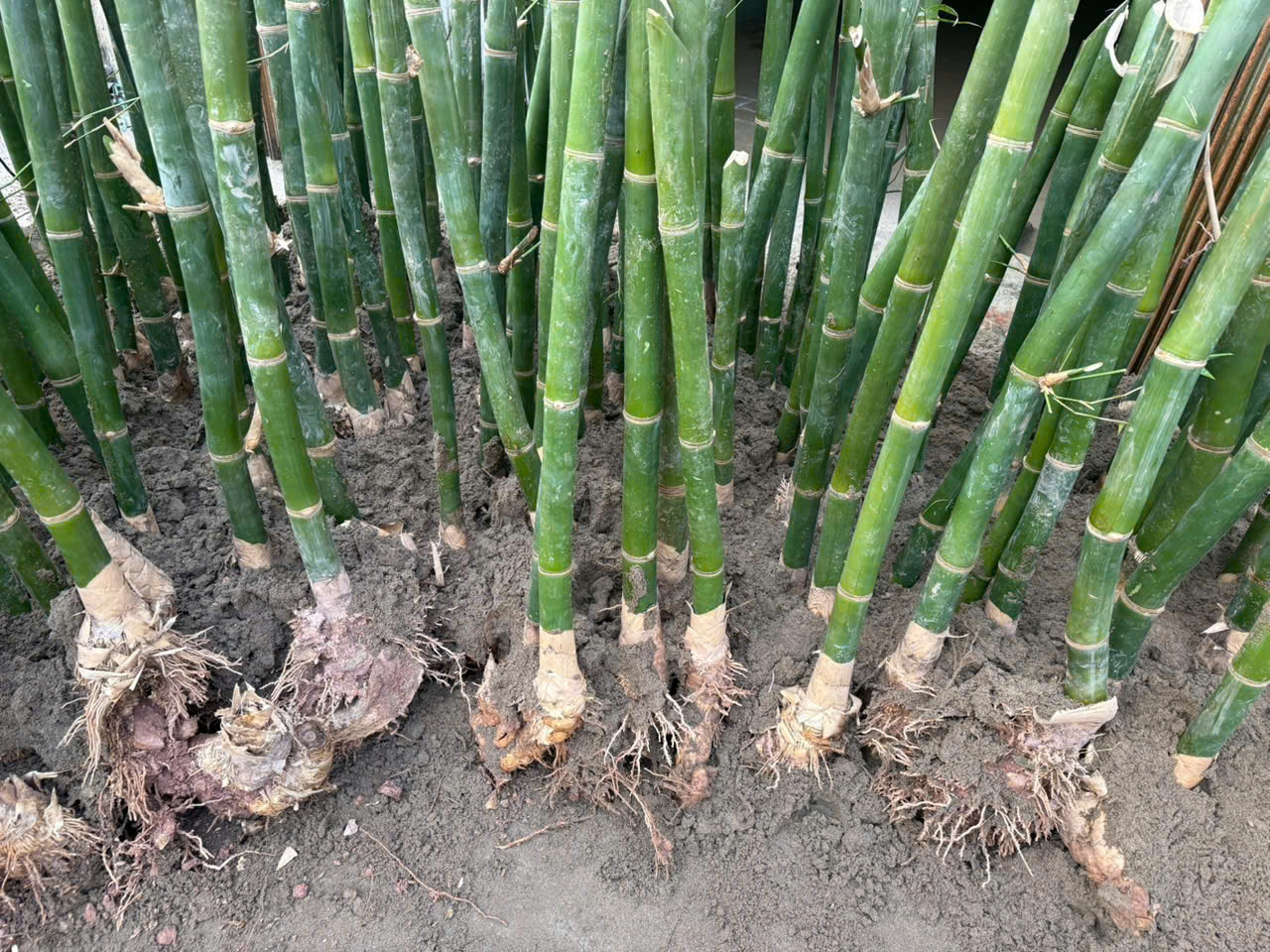 Vùng trồng măng Lục Trúc 2