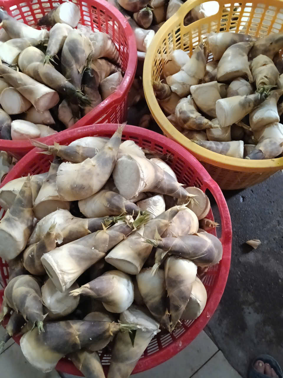 Măng Lục Trúc tươi vừa thu hoạch xếp trong rổ tre - ánh sáng tự nhiên, vùng đất ATK Việt Bắc.